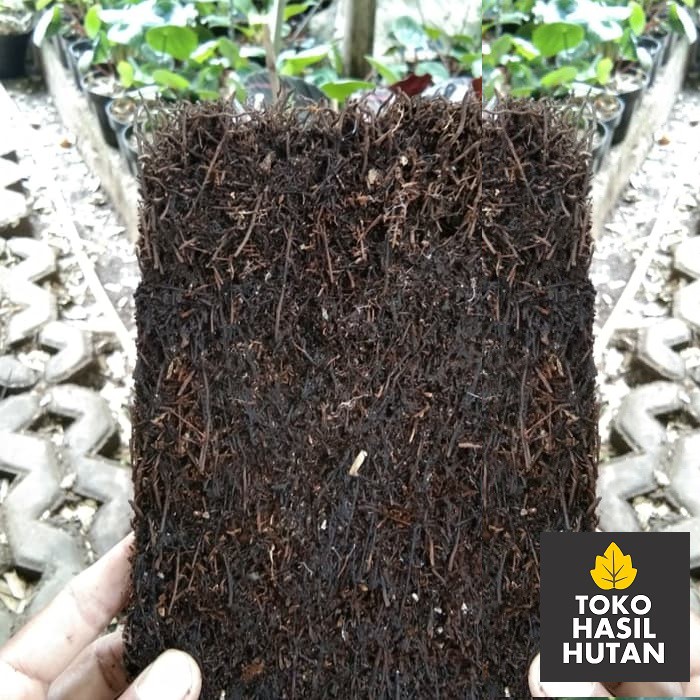 Pakis Papan Anggrek / Pakis Papan Media Tanam Anggrek | Toko Hasil Hutan