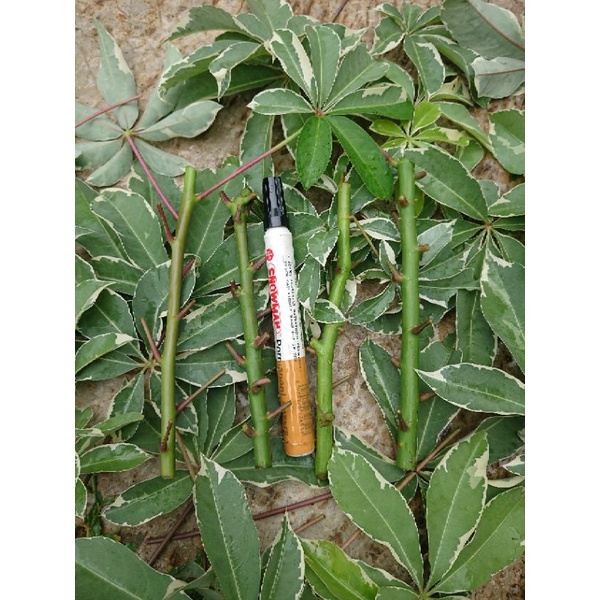 Entres batang untuk sambung pucuk randu varigata | variegata