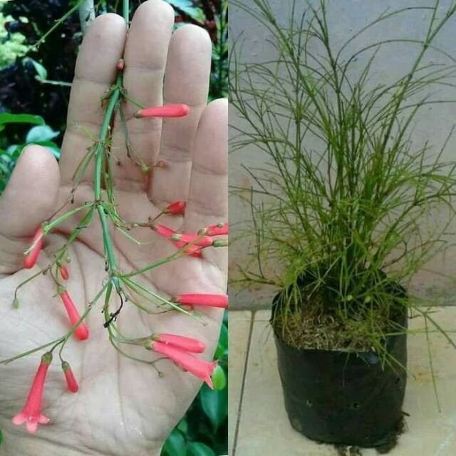 Jual Tanaman hias menjuntai bunga air mancur bunga merah taneman pot gantung bibit taneman