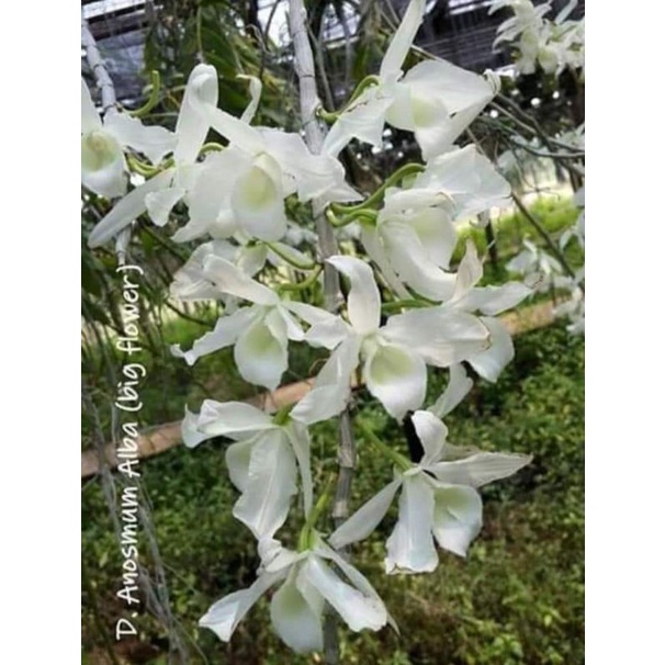 DENDROBIUM ANOSMUM GIGANTEA ALBA KONDISI REMAJA & MASIH MURAH
