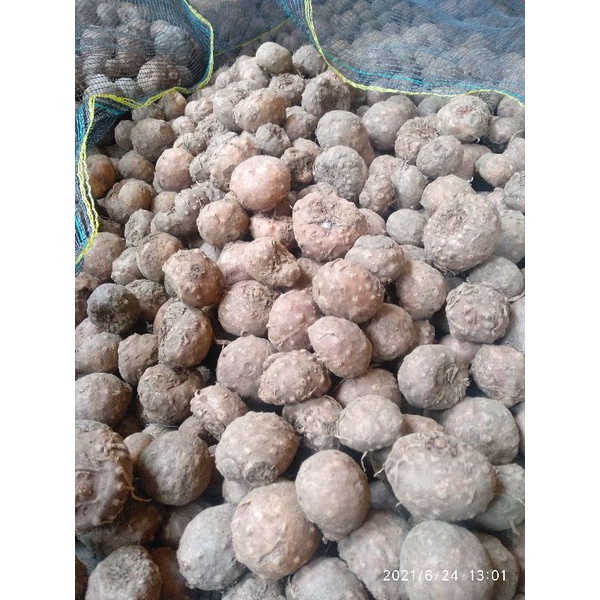 BIBIT PORANG 1KG ISI 10-30 BIJI BIBIT UMBI PORANG SUPER ASLI DORMAN KARANTINA