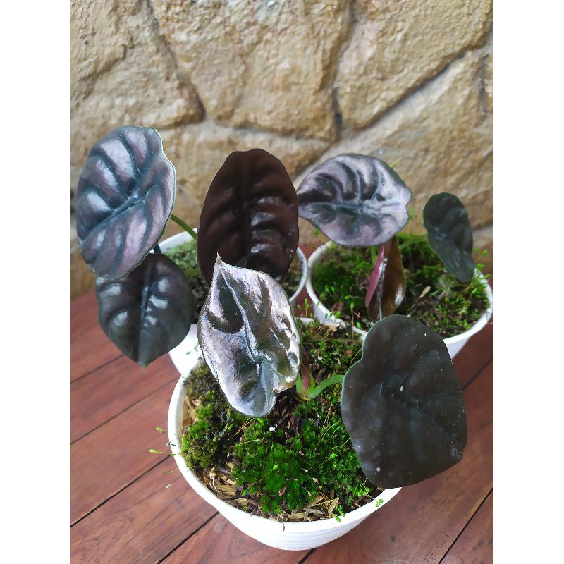 alocasia tengkorak cuprea