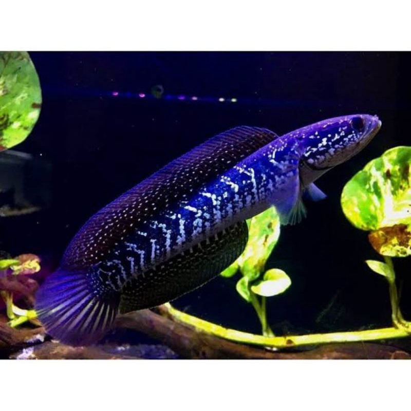 

ikan chana asiatika 9 10 11 cm