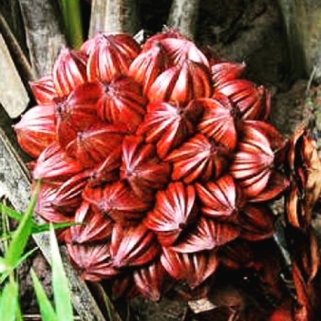 Buah Nipah Per Tandan - Buah Dahon Rawa