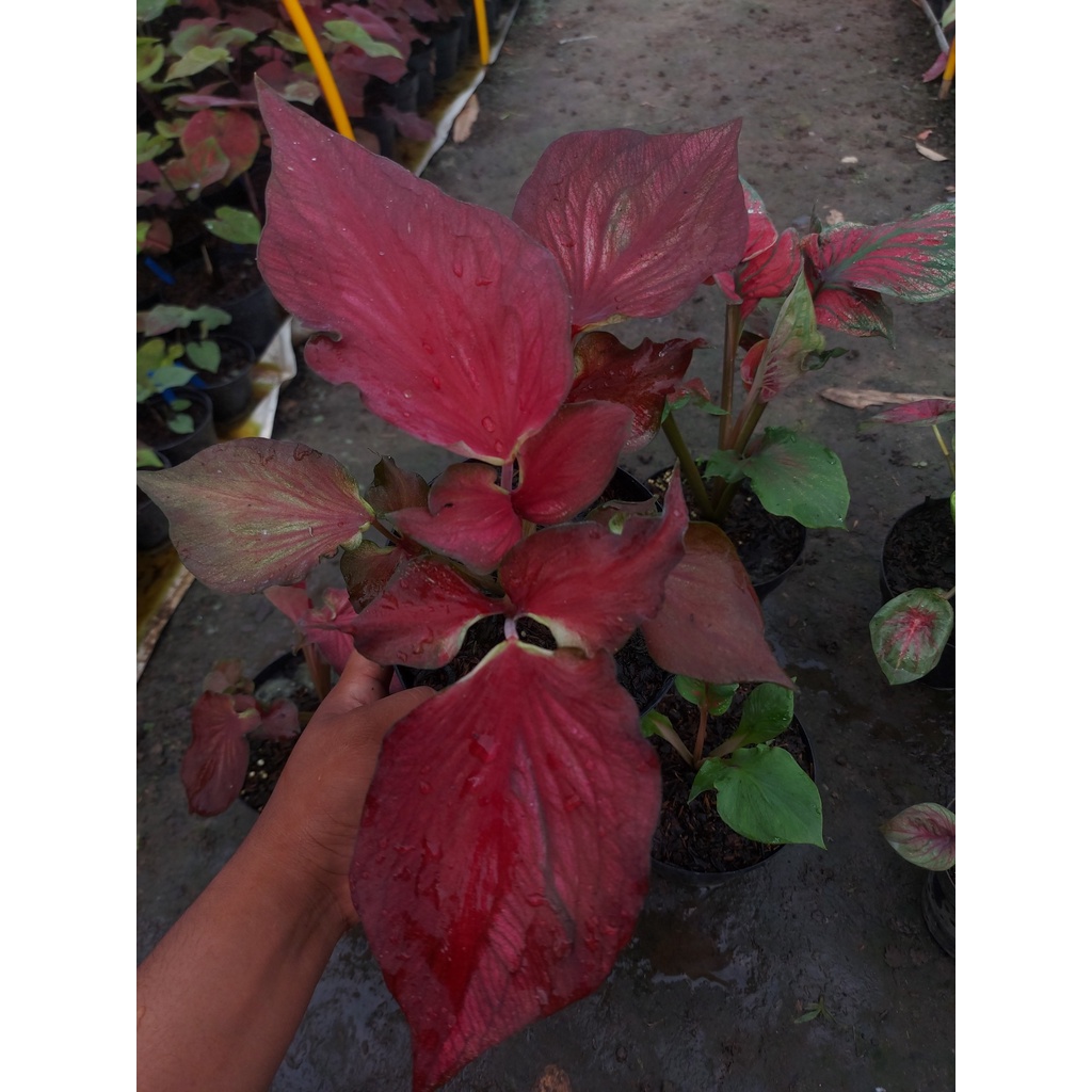 Bibit  Keladi / Caladium  "Garuda Merah/Red  Garuda " double leaf - keladi hias hybrid / Keladi  Tha