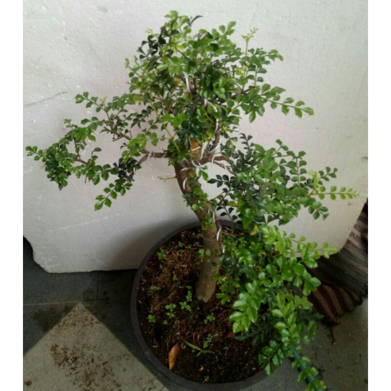 Bonsai Tausi / pohon Kalimantan