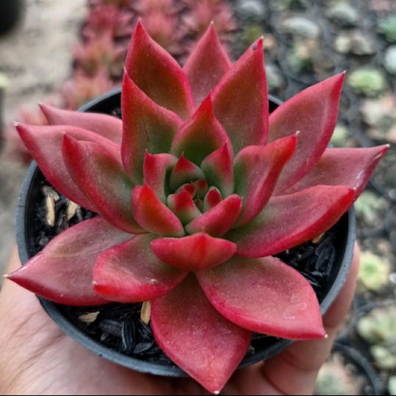 Echeveria Agavoides Frank Reinelt