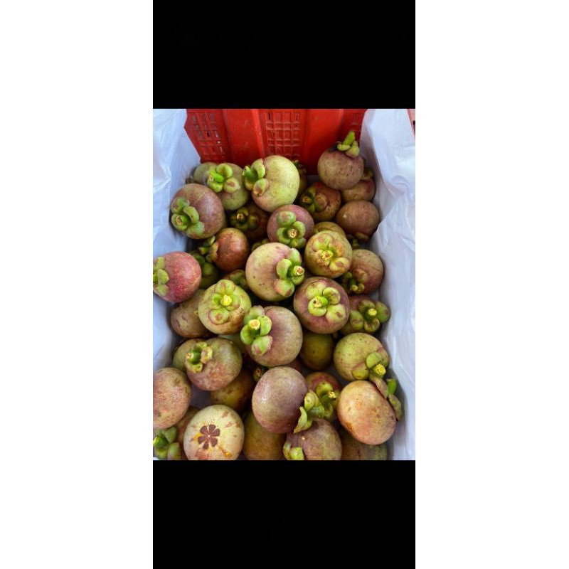 

Buah Manggis Super 1KG Lokal