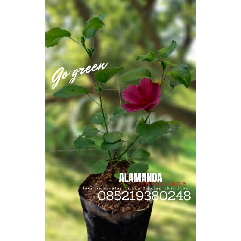 Tanaman Rosella l Tanaman hias bunga Rosella merah