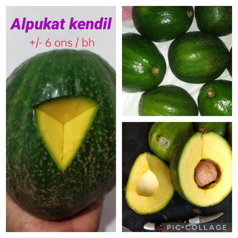 

alpukat kendil harga satuan