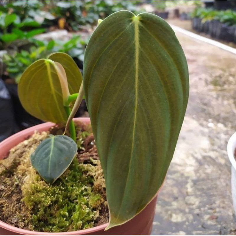 Philodendron GIGAS