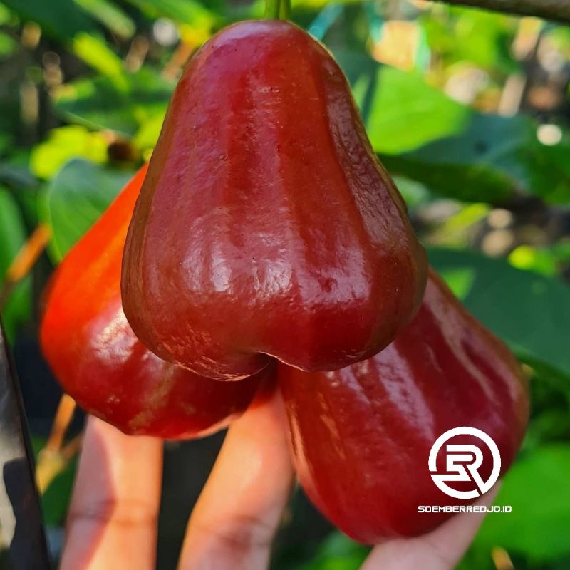 Bibit Jambu Air Citra Merah Madu