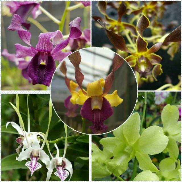 Bibit anggrek dendro botol whiskey