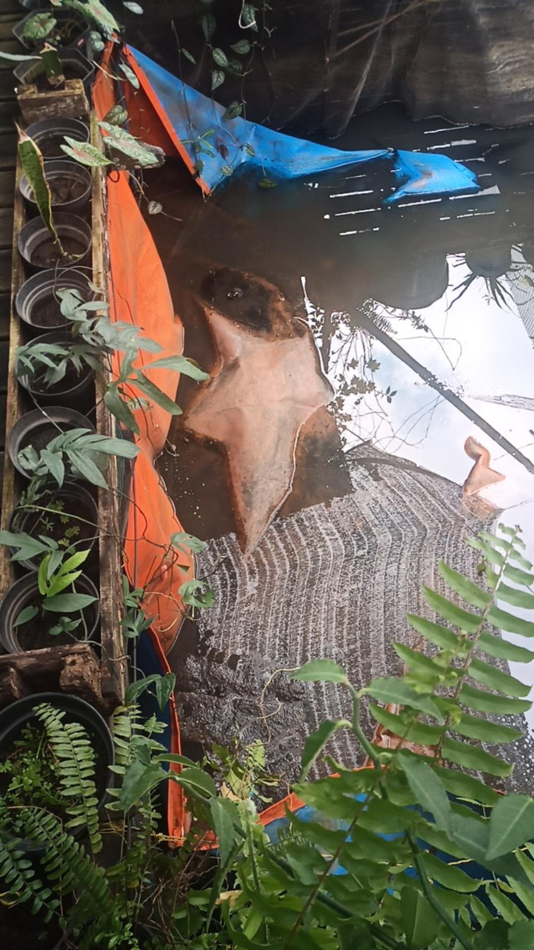 Terpal Kolam / 200x100x50cm / Type A5 Korea Original / Kwalitas Sedang / Cocok Buat Pemula