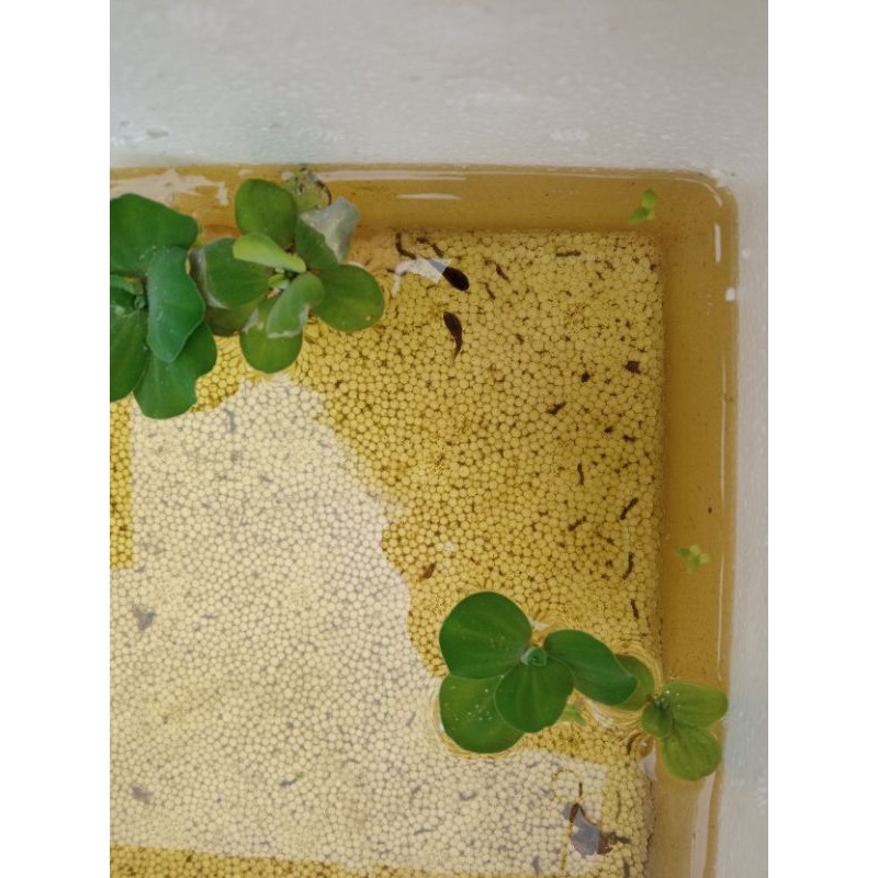 burayak/anakan ikan cupang giant