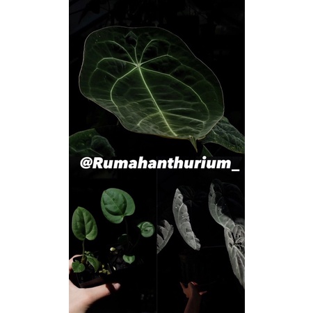 anthurium black sensation Baby - tanamanhias anthurium