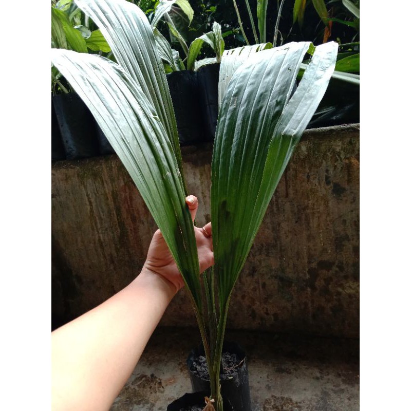 coelogyne multiflora