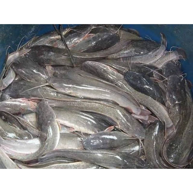 

Ikan Lele Segar 1kg
