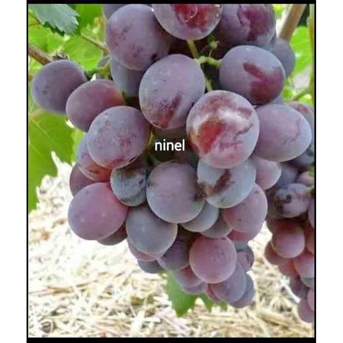 Bibit Tanaman Buah Anggur Ninel