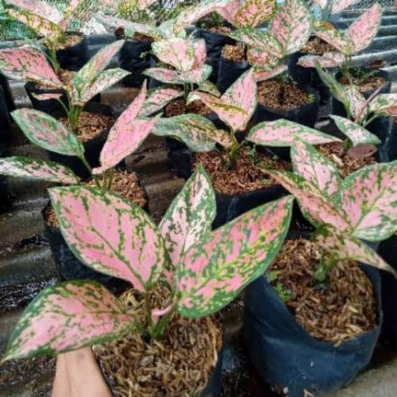 

bibit aglonema lady valentine