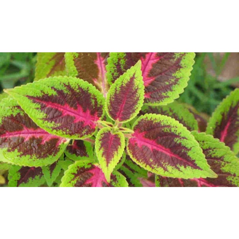 Jawer Kotok Tanaman Hias Jawer Kotok Bibit Jawer Kotok