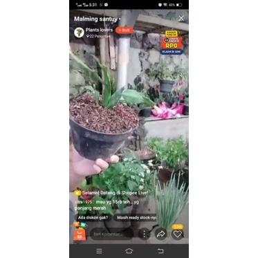 tanaman hias Wijaya Kusuma mini merah berbunga