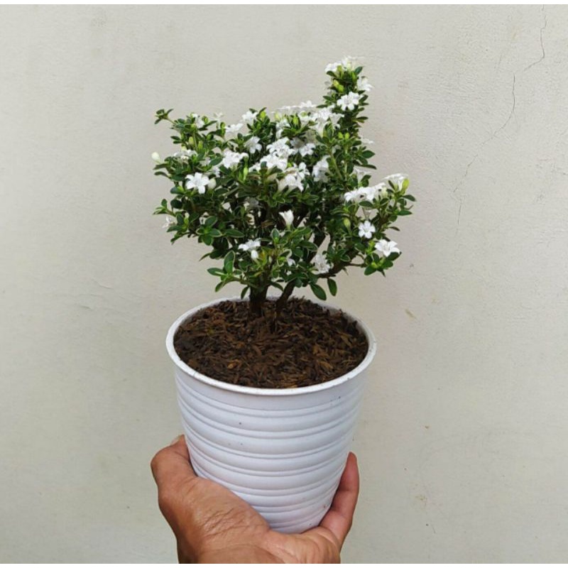 Bahan Bonsai  serissa poetida |seribu bintang