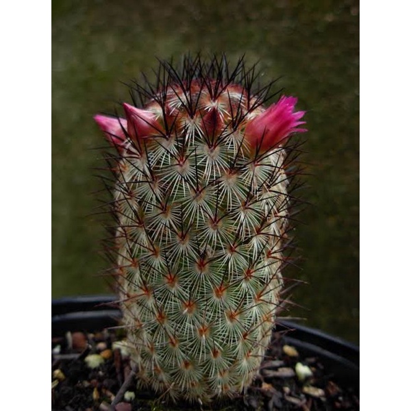 Kaktus mammillaria microhelia