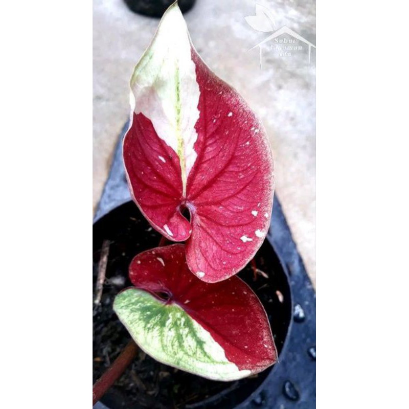 Bibit Bonggol Keladi Baret Thailand