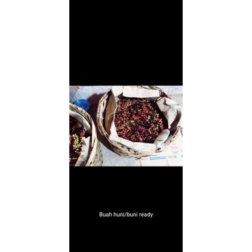 

buah buni