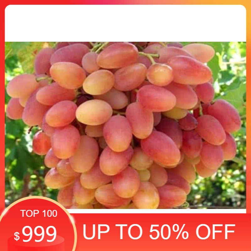 

ANGGUR TRANSFIGURATION