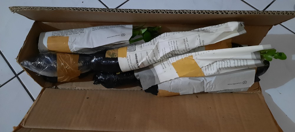 Tanaman Hias Bunga Kemuning - Pohon Kemuning