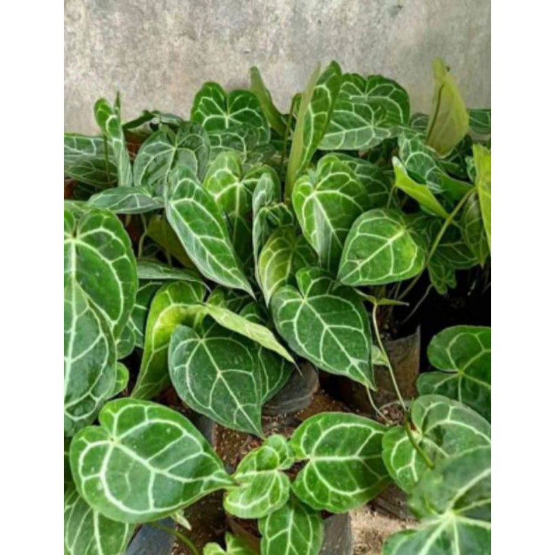 Tanaman hias kuping gajah mini - Anthurium Crystalium