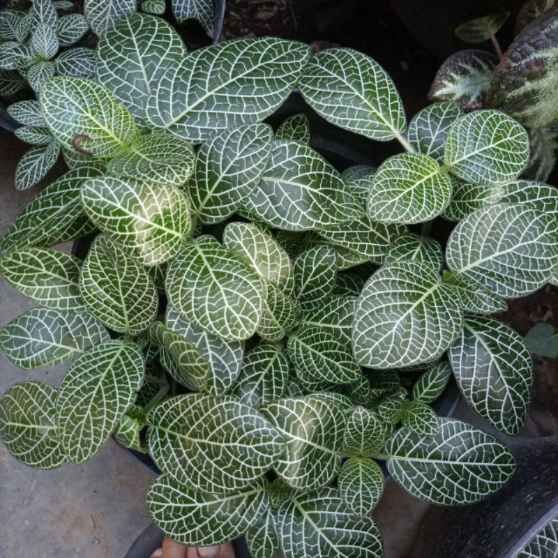 Bunga Fittonia Mutiara Bunga Hias Fittonia Daun Besar Fittonia Mutiara Putih Daun Besar