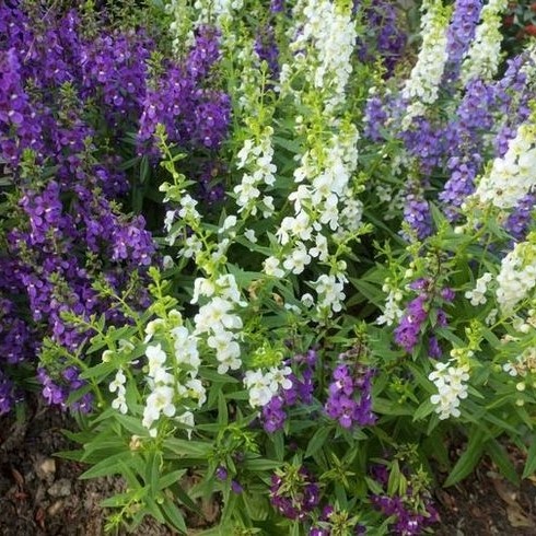 Lavender Angelonia / Tanaman Hias Hidup / Bunga Angonia