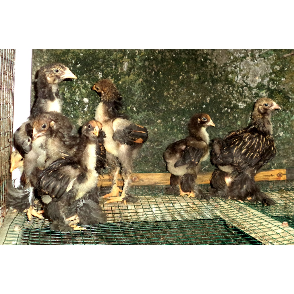 Ayam brahma gold laced usia 1 bulan real foto & video indukanya