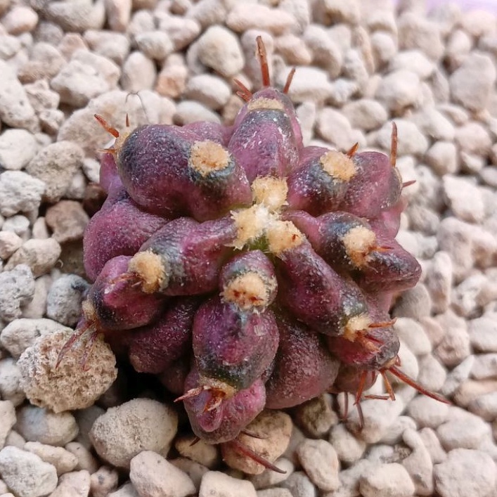 Kaktus Miha T - Lux | Gymnocalycium Mihanovichii Tlux | T-lux | T Lux | Gymno | Miha