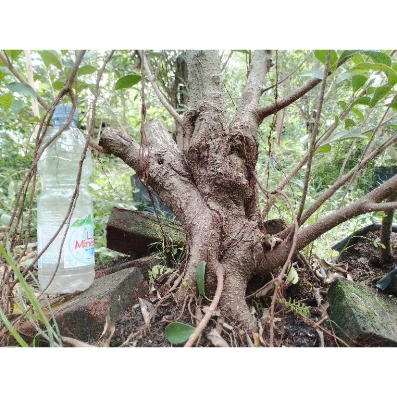 Bahan Bonsai Kimeng Biasa (Bogel) Prospek