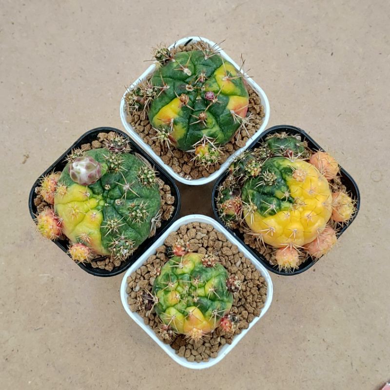 Paket gymnocalycium damsii variegata ownroot + gymno