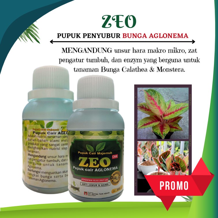 pupuk aglonema terbaik, pupuk aglonema merah