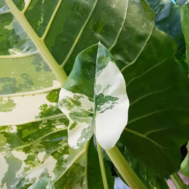 Alocasia macrorrhiza variegata  sente varigata  Shopee 