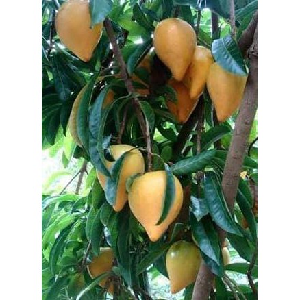 n4wf bibit pohon buah alkesa sawo mentega langka k7i