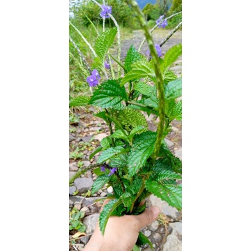 

daun herbal pecut kuda/jarong segar 200gram