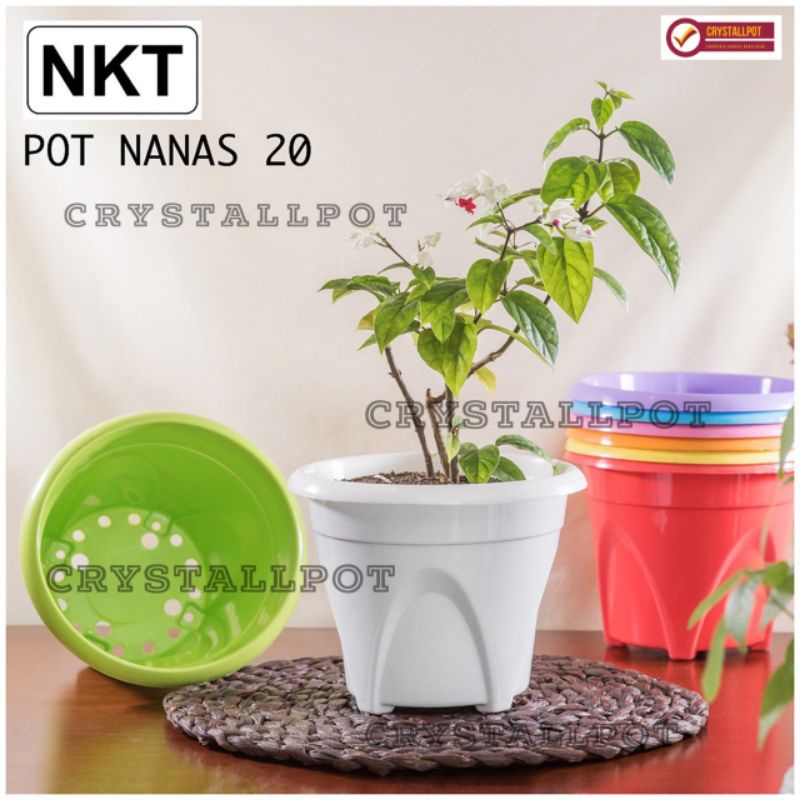 pot bunga tanaman nkt nanas 20 warna warni - NKT NANAS