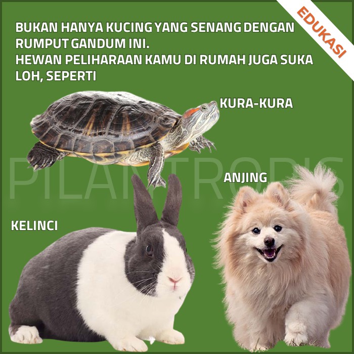 BENIH RUMPUT GANDUM KUCING 100GR BIBIT WHEATGRASS MICROGREEN SEED IMPORT MURAH