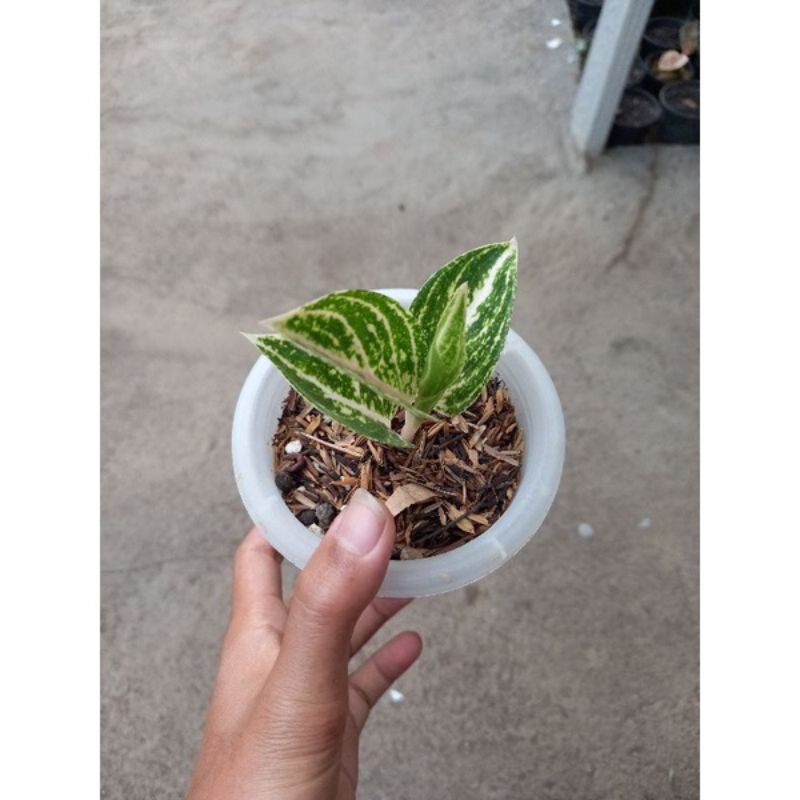 anakan aglonema widuri merah