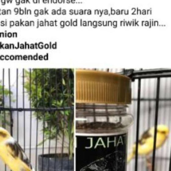 ✔ JGS Pakan Jahat Kenari  ReCondition Ready