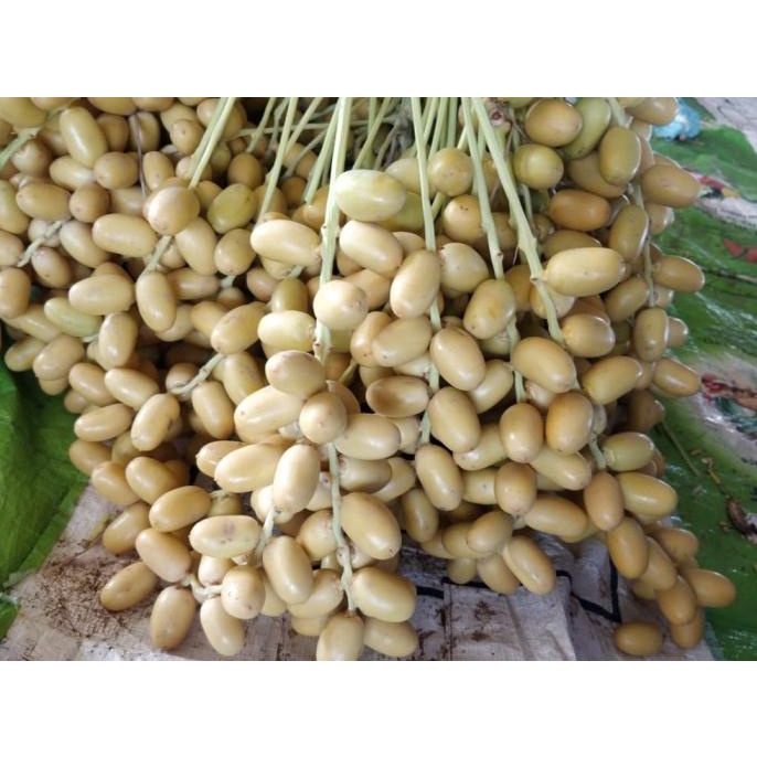 

BISA COD Kurma Ruthob Kuning Mengkel/KURMA 1KG/KURMA BARARI/KURMA RUTHOB/KURMA BAM/KURMA PALM FRUIT/KURMA TANGKAI/KURMA AZWA/KURMA SUKKARI/KURMA SAFAWI/KURMA TUNISIA/KURMA MUDA KUNING/KURMA MUDA HIJAU/KURMA MEDJOL/KURMA MADINAH SUPER