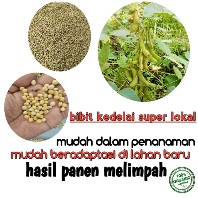 kedelai lokal organik super/kedelai kucir 1 kg