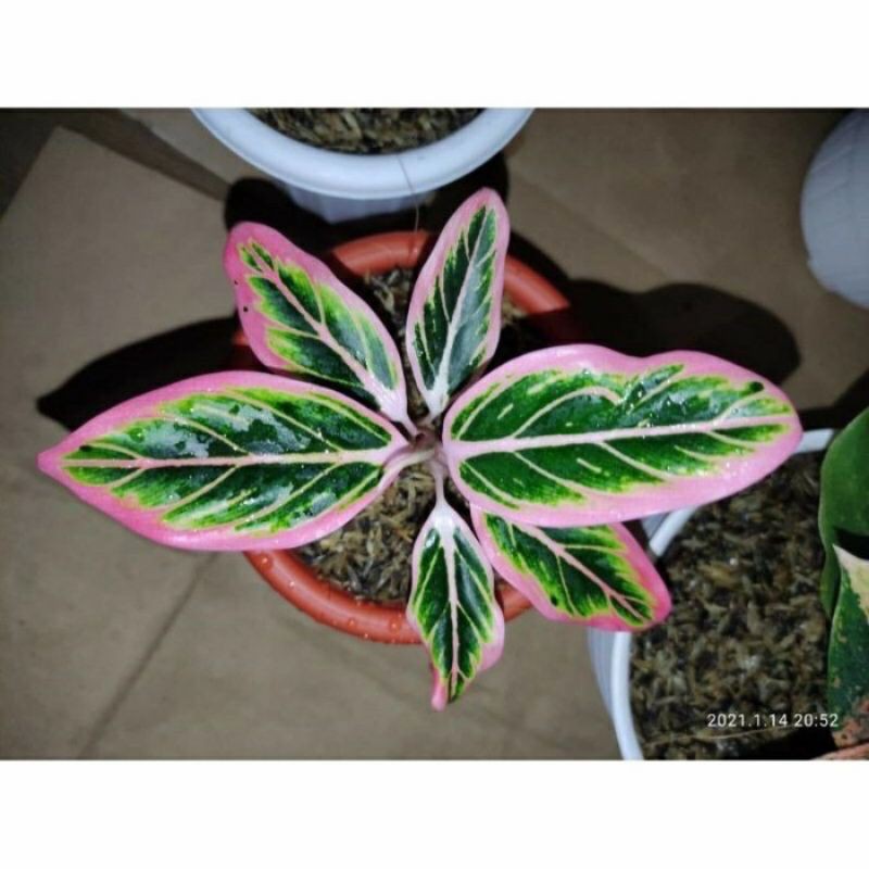 

PROMO bibit Aglonema Lotus Delight